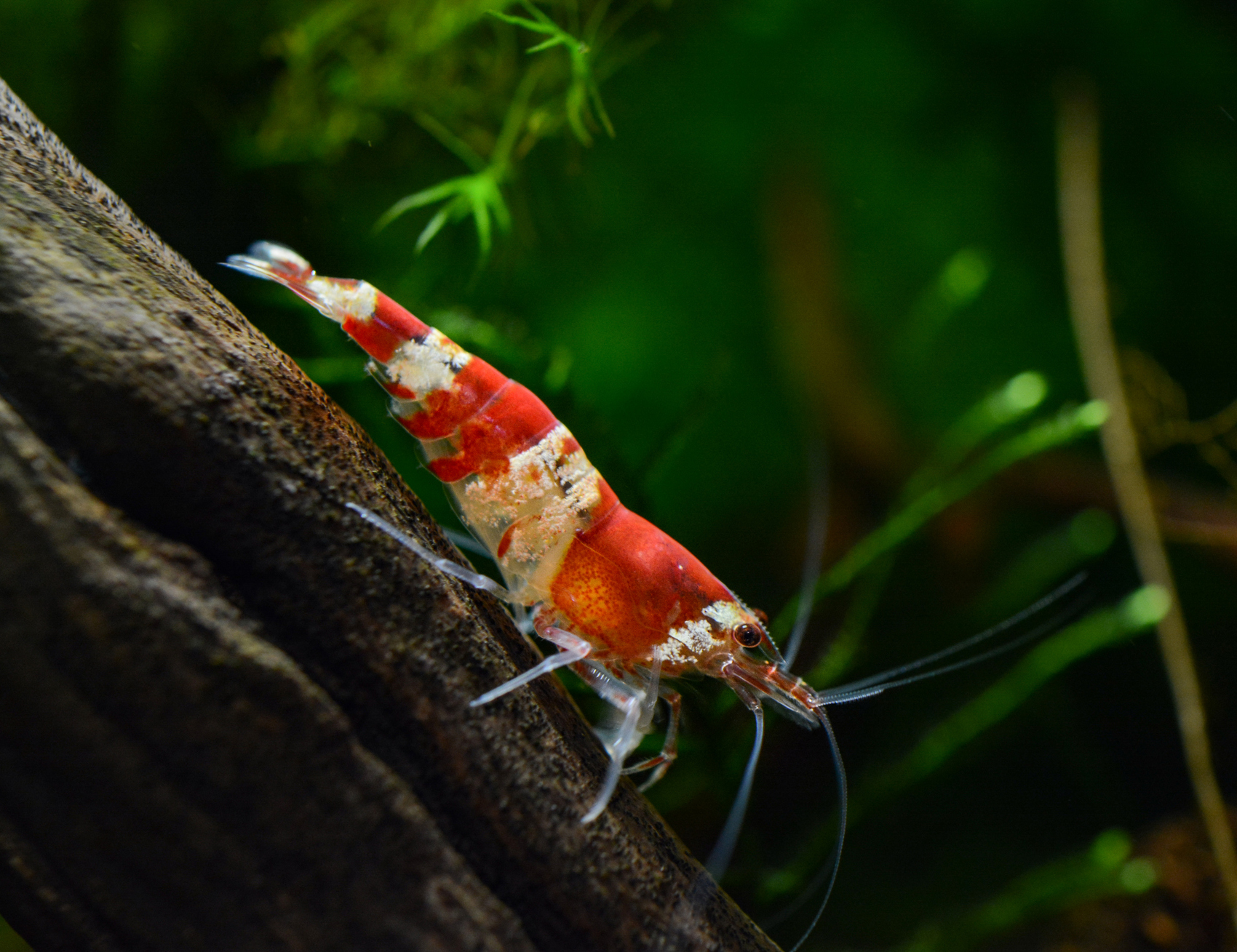 crevettes Red Cherry